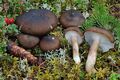 Hygrophorus camarophyllus